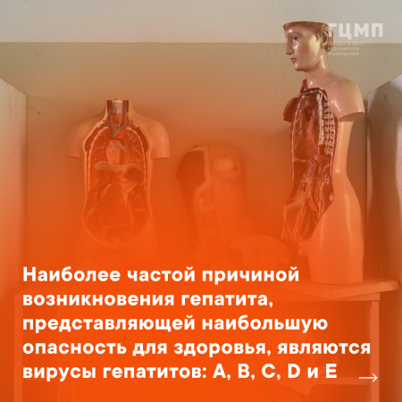 24 - 30 июля    Неделя профилактики заболеваний печени (в честь  Международного дня гепатита 28 июля) 